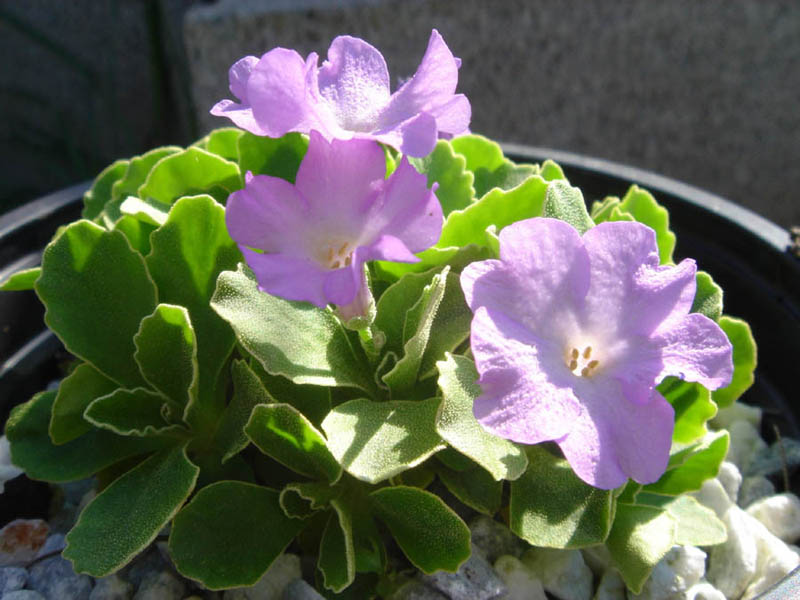 Primula allionii x P. marginata 'Stradbroock Dream' photo
